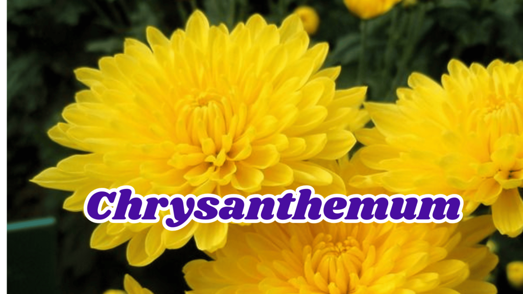 Chrysanthemum