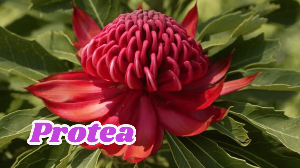 Protea