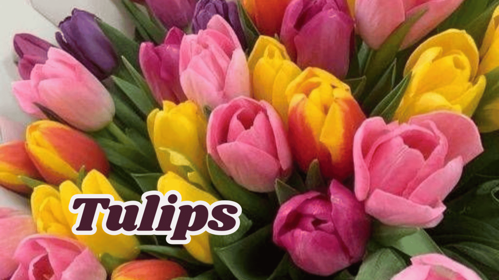 Tulips