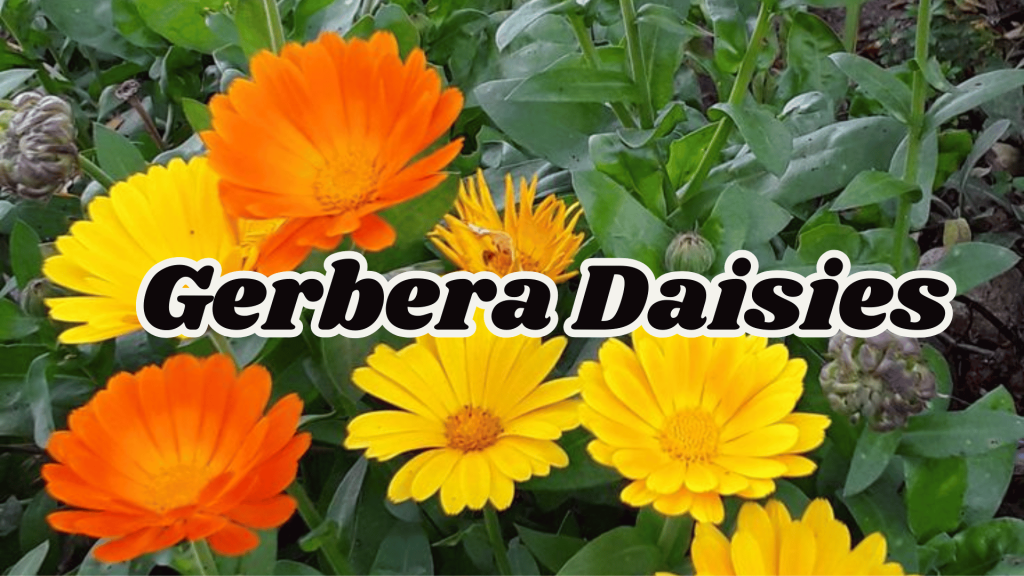 Gerbera Daisies