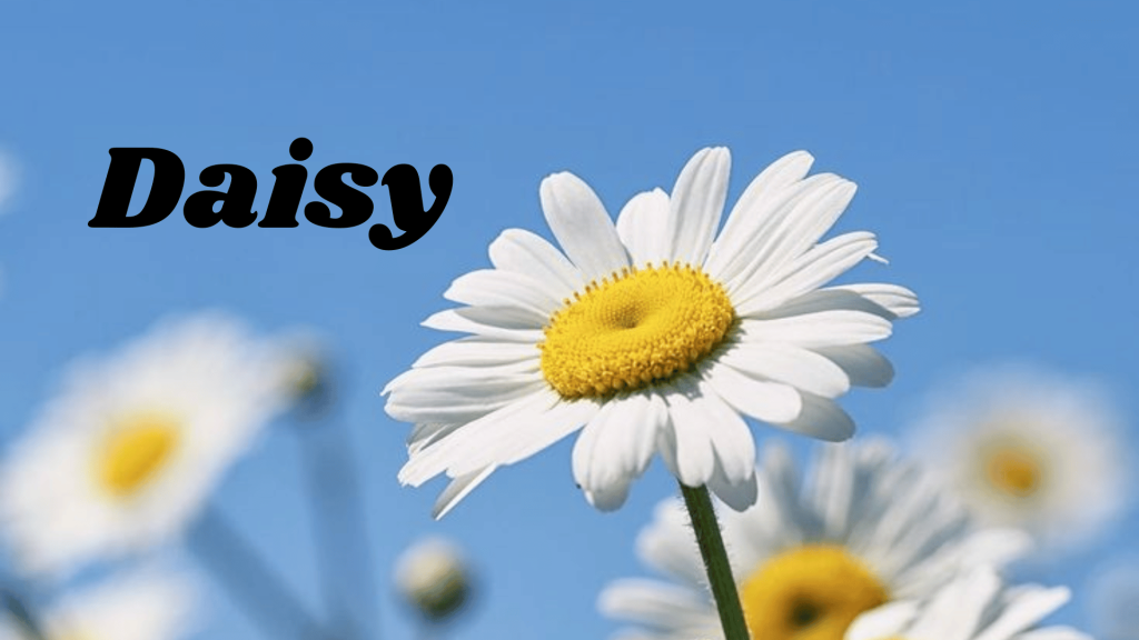 Daisy