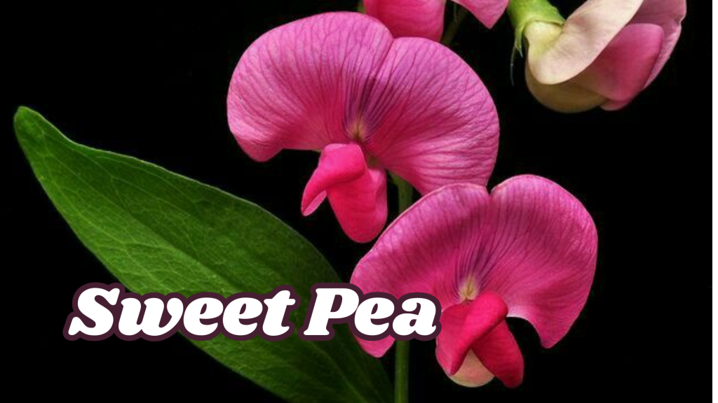 Sweet Pea