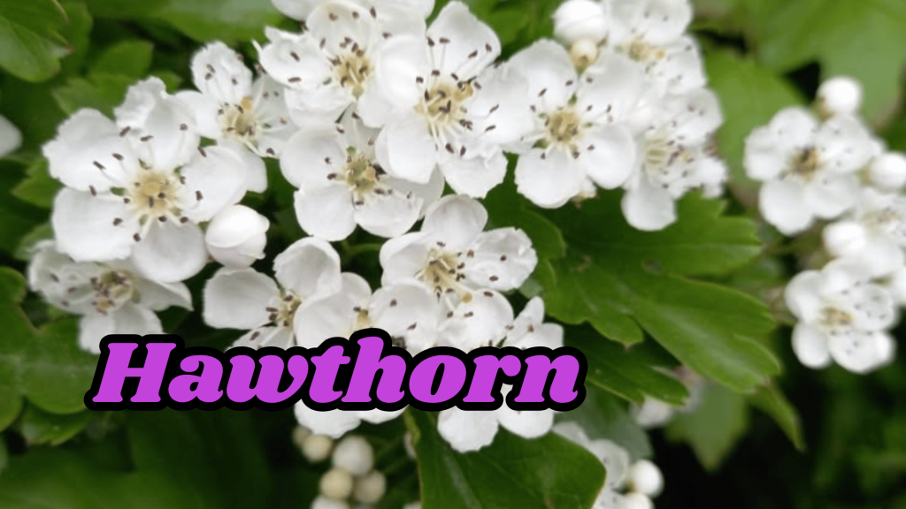 Hawthorn