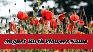August Birth Flowers Name