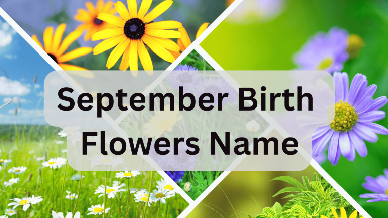 September Birth Flowers Name