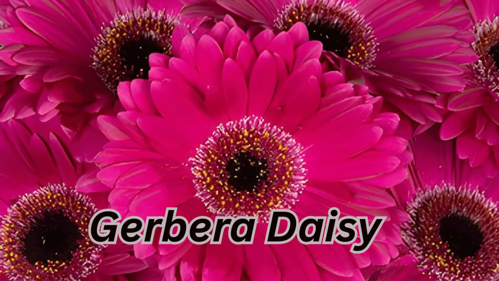 Gerbera Daisy
