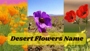 Desert Flowers Name