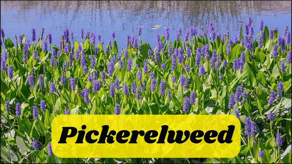 Aquatic Flowers: Nature Hidden Treasure in Underwater 3 Pickerelweed