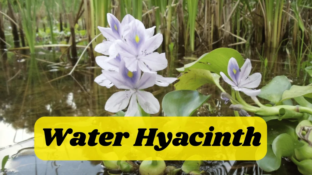 Aquatic Flowers: Nature Hidden Treasure in Underwater 4 Water Hyacinth