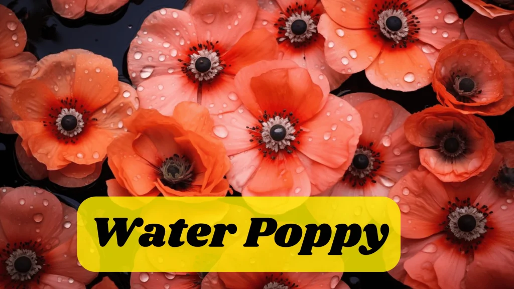 Aquatic Flowers: Nature Hidden Treasure in Underwater 5 Water Poppy