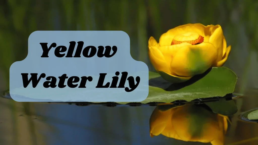 Aquatic Flowers: Nature Hidden Treasure in Underwater 6 Yellow Water Lily