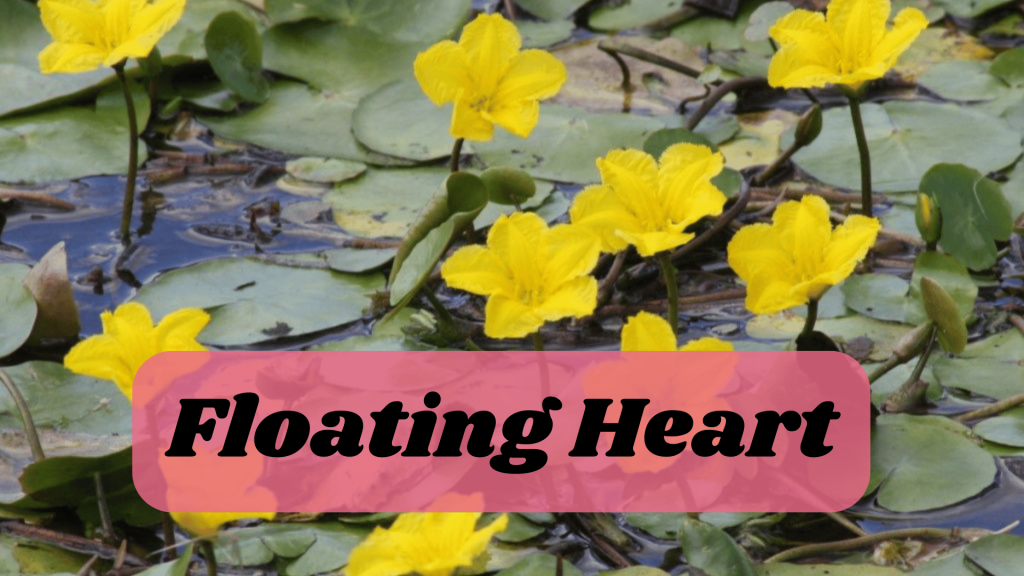 Aquatic Flowers: Nature Hidden Treasure in Underwater 7 Floating Heart