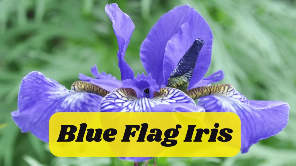 Aquatic Flowers: Nature Hidden Treasure in Underwater 8 Blue Flag Iris