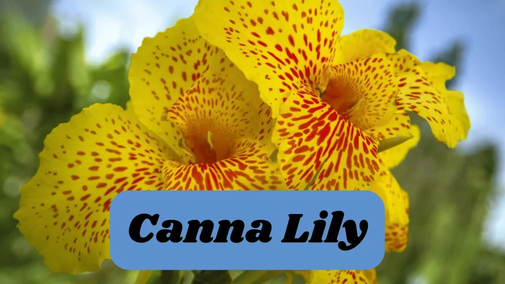 Aquatic Flowers: Nature Hidden Treasure in Underwater 9 Canna Lily