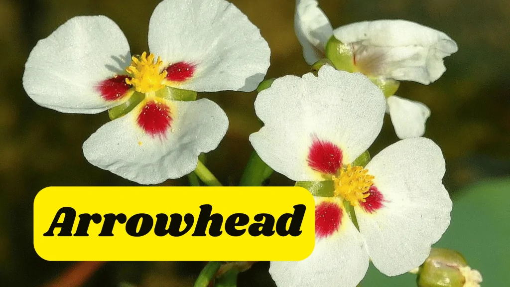 Aquatic Flowers: Nature Hidden Treasure in Underwater 10 Arrowhead