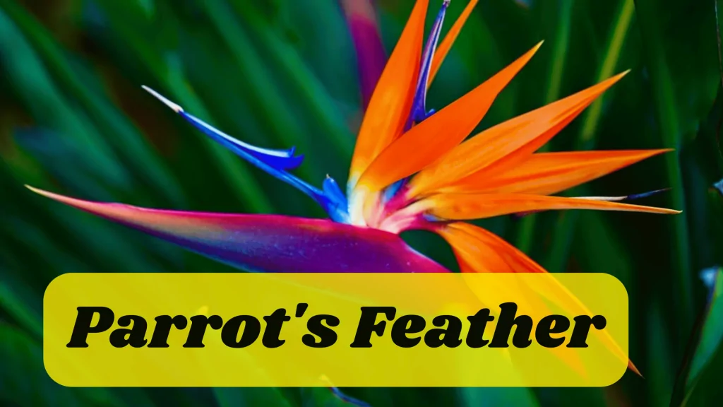 Aquatic Flowers: Nature Hidden Treasure in Underwater 11 Parrot's Feather