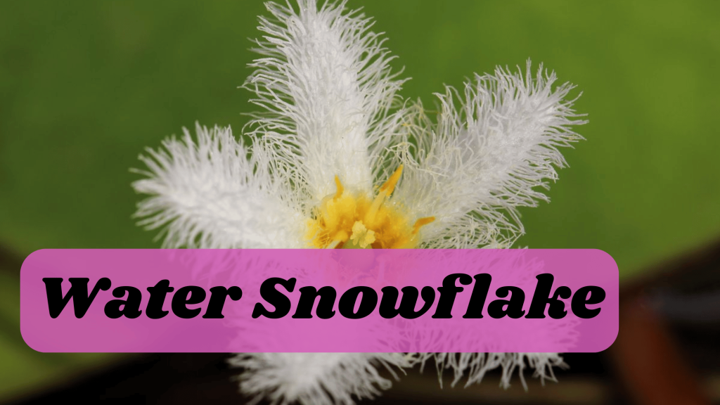 Aquatic Flowers: Nature Hidden Treasure in Underwater 12 Water Snowflake