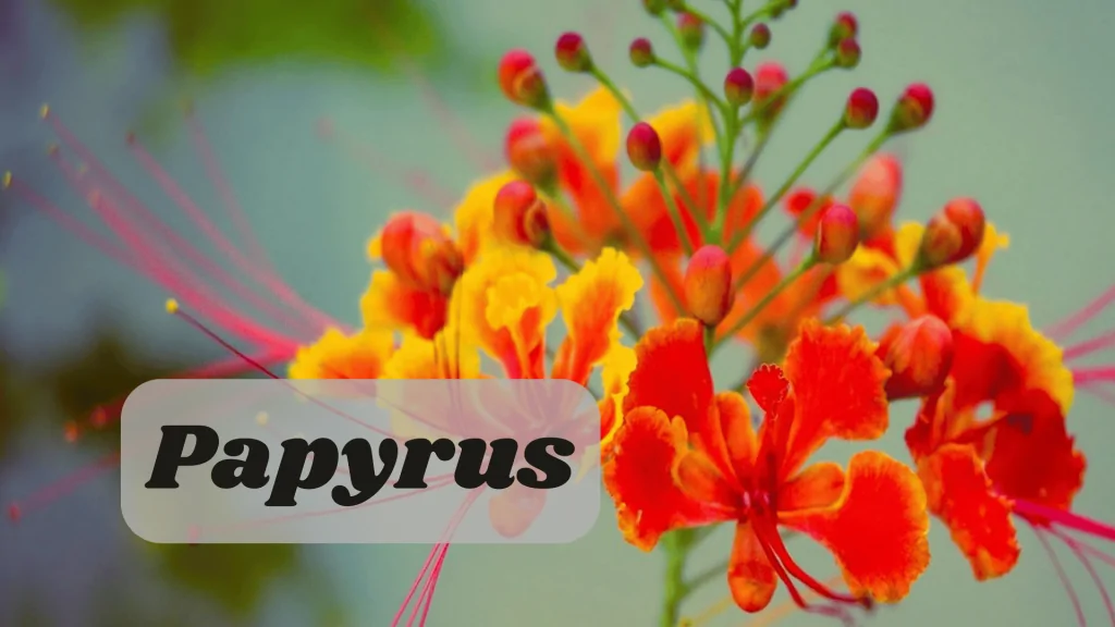 Aquatic Flowers: Nature Hidden Treasure in Underwater 13 Papyrus