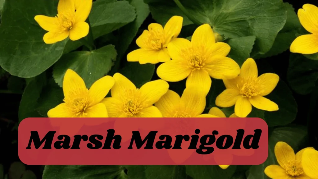 Aquatic Flowers: Nature Hidden Treasure in Underwater 14 Marsh Marigold