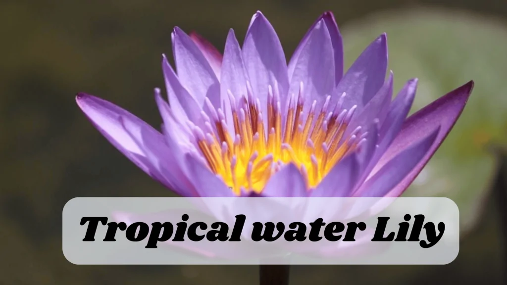 Aquatic Flowers: Nature Hidden Treasure in Underwater 15 Tropical water Lily
