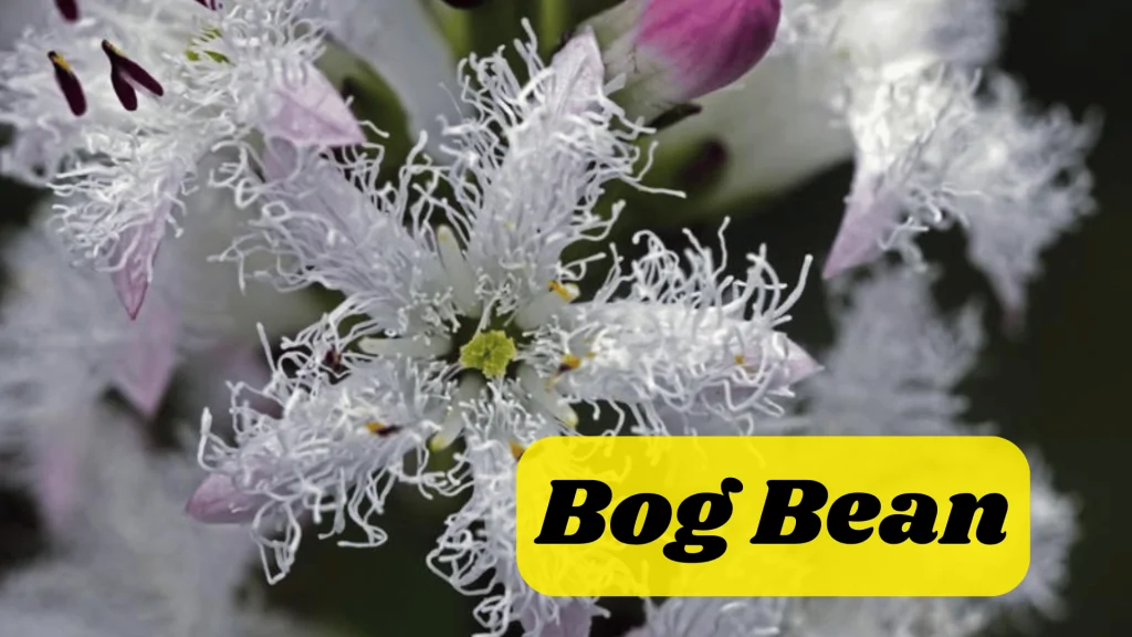 Aquatic Flowers: Nature Hidden Treasure in Underwater 16 Bog Bean
