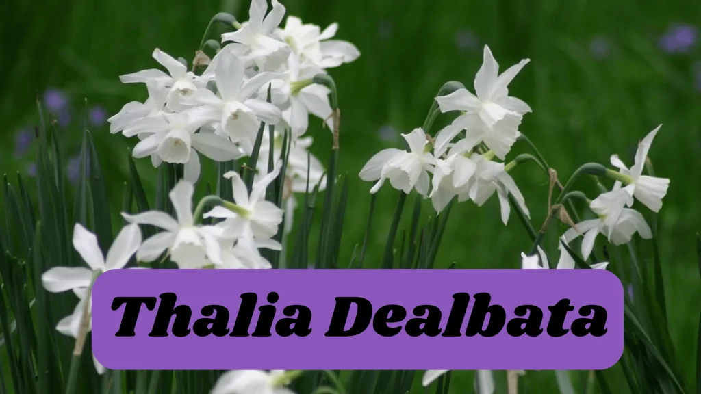 Aquatic Flowers: Nature Hidden Treasure in Underwater 17 Thalia Dealbata