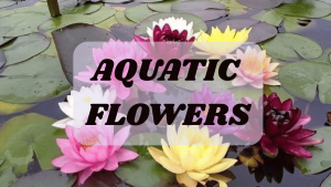 Aquatic Flowers
