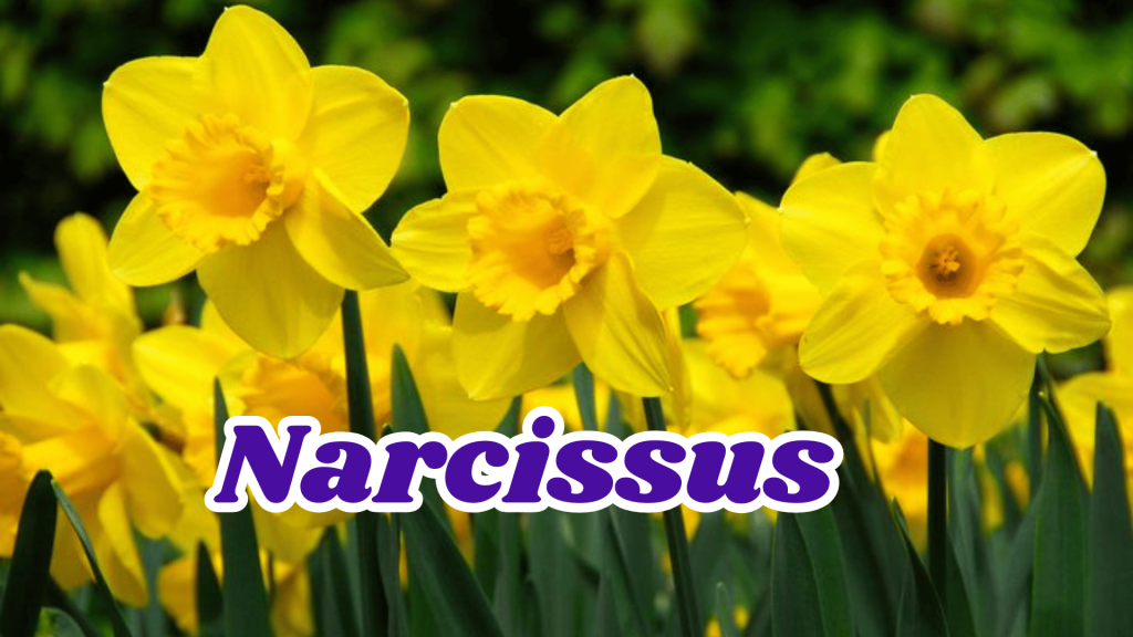 Narcissus