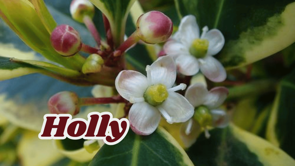 Holly