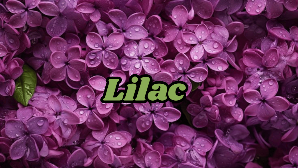 25 Enchanting Flower Names for Weddings -A Blossoming Guide 23 Lilac Flower Names for Weddings