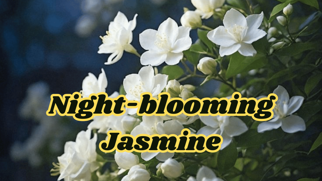 10+ Beautiful Fragrant Flowers Name: With an Enchanting Scents your Garden 1 Night-blooming Jasmine