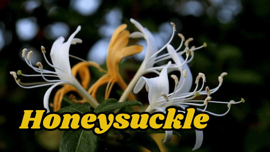 10+ Beautiful Fragrant Flowers Name: With an Enchanting Scents your Garden 11 Honeysuckle