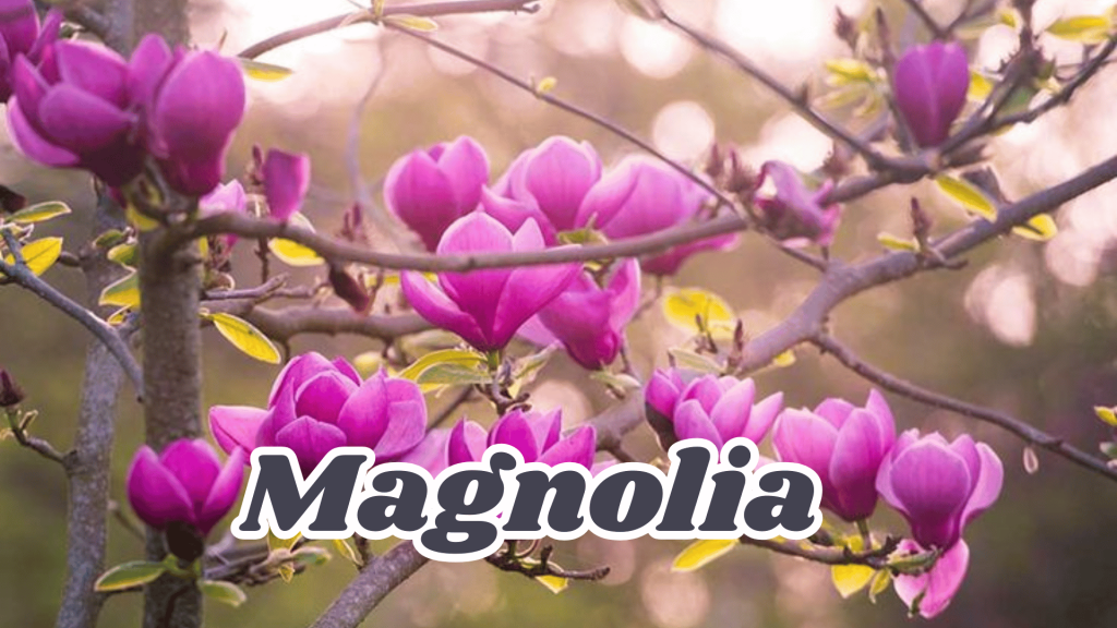 10+ Beautiful Fragrant Flowers Name: With an Enchanting Scents your Garden 12 Magnolia