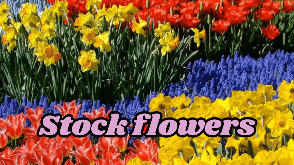 10+ Beautiful Fragrant Flowers Name: With an Enchanting Scents your Garden 15 Stock flowers