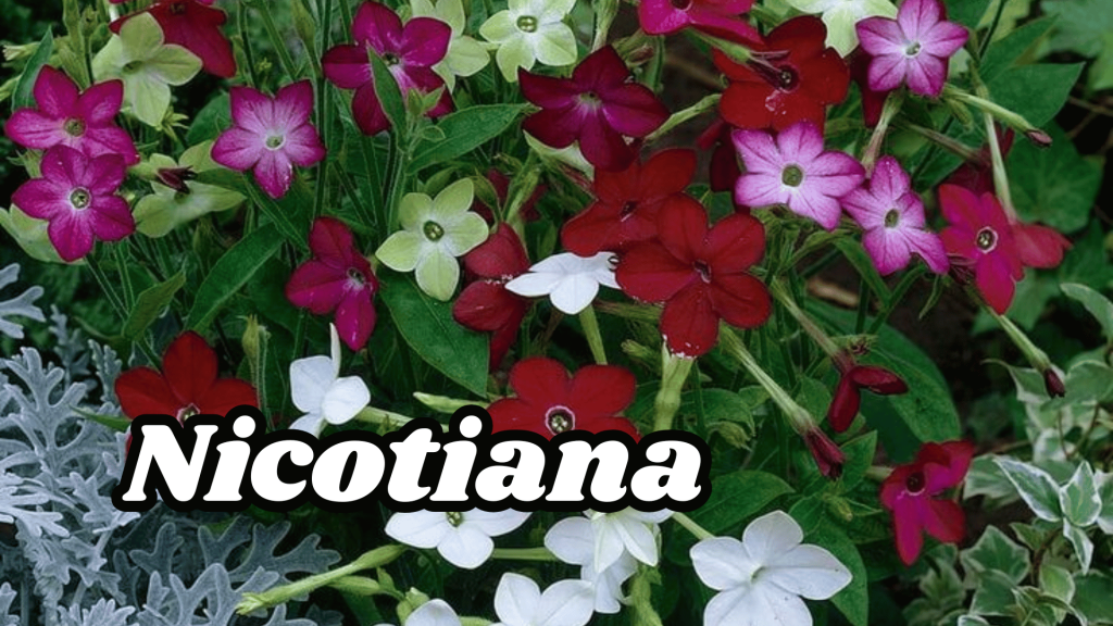 10+ Beautiful Fragrant Flowers Name: With an Enchanting Scents your Garden 16 Nicotiana