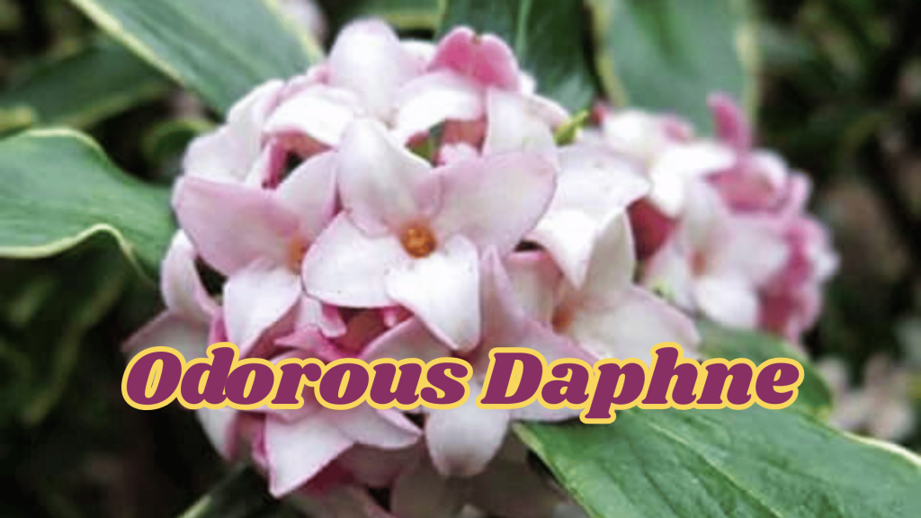 10+ Beautiful Fragrant Flowers Name: With an Enchanting Scents your Garden 14 Odorous Daphne