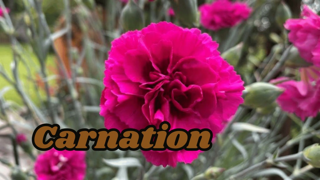 Carnation