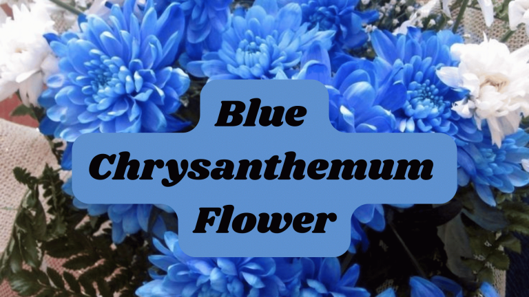 Blue Chrysanthemum Flower