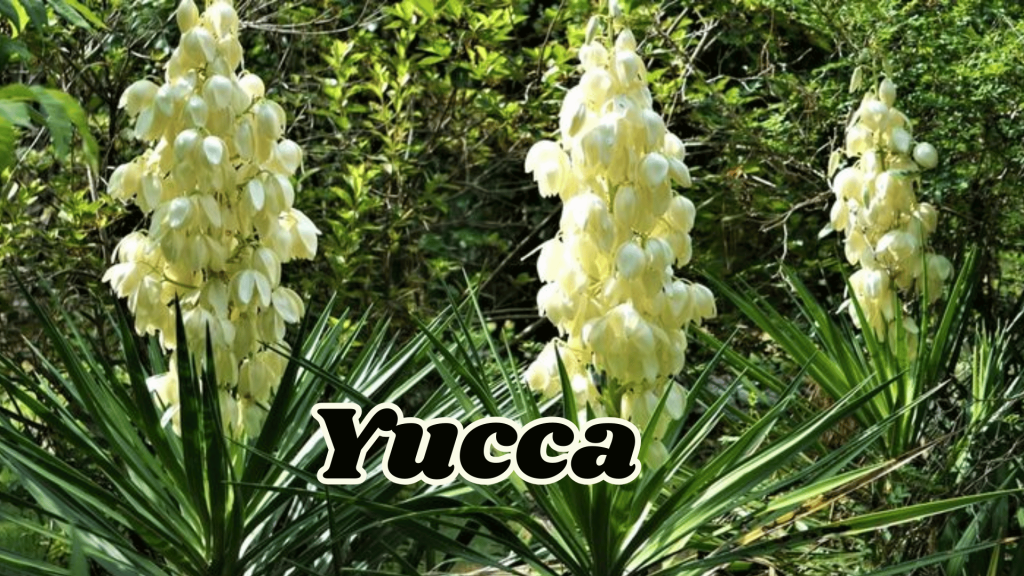 Flowers of Thar Desert: 20 Different Desert Plants And Flowers 2 Yucca