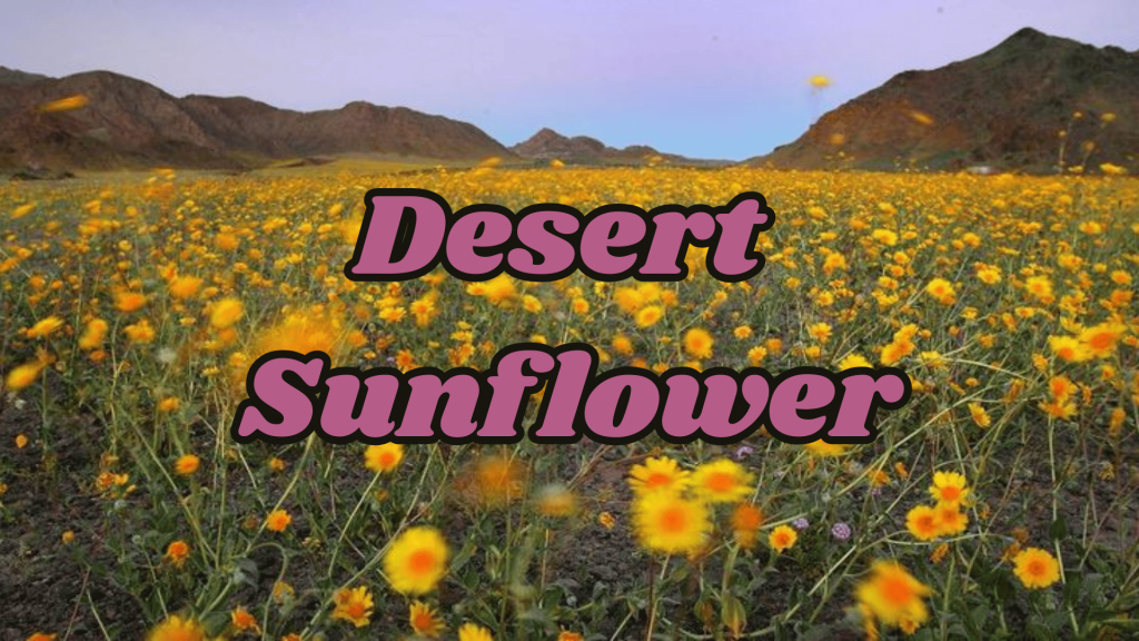 Flowers of Thar Desert: 20 Different Desert Plants And Flowers 3 Desert Sunflower