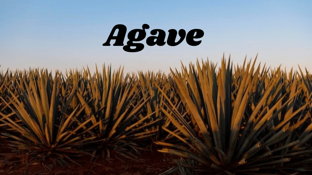 Flowers of Thar Desert: 20 Different Desert Plants And Flowers 4 Agave