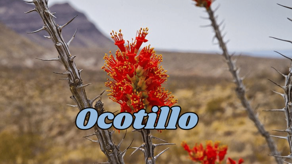 Flowers of Thar Desert: 20 Different Desert Plants And Flowers 5 Ocotillo