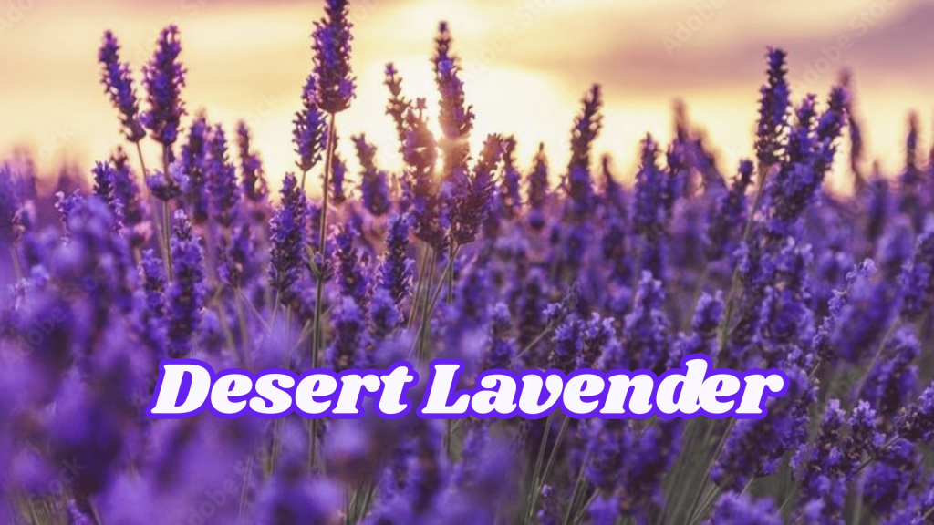 Flowers of Thar Desert: 20 Different Desert Plants And Flowers 7 Desert Lavender