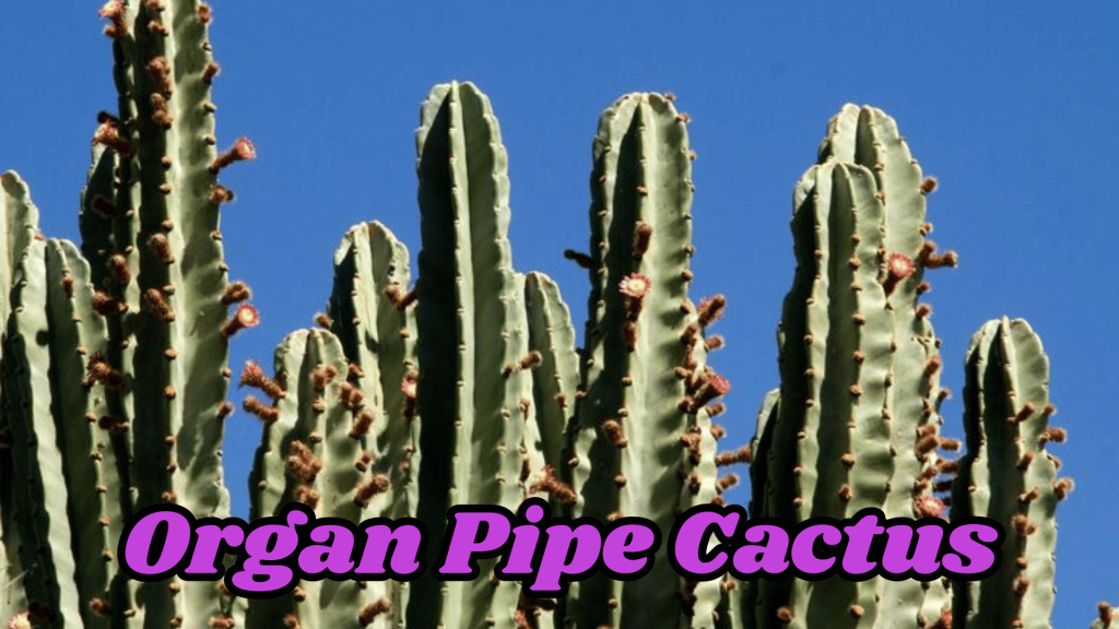 Flowers of Thar Desert: 20 Different Desert Plants And Flowers 8 Organ Pipe Cactus