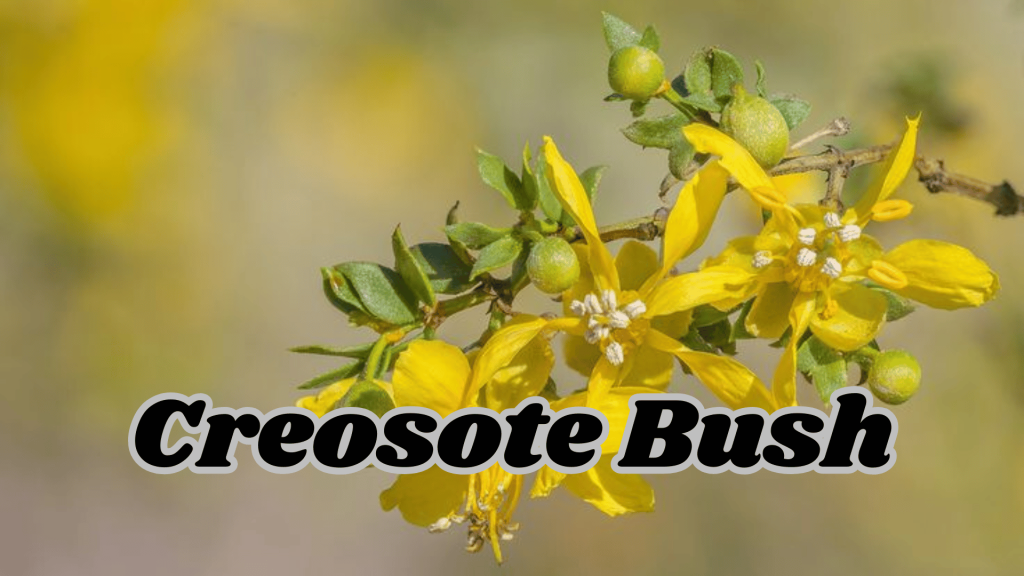 Flowers of Thar Desert: 20 Different Desert Plants And Flowers 9 Creosote Bush