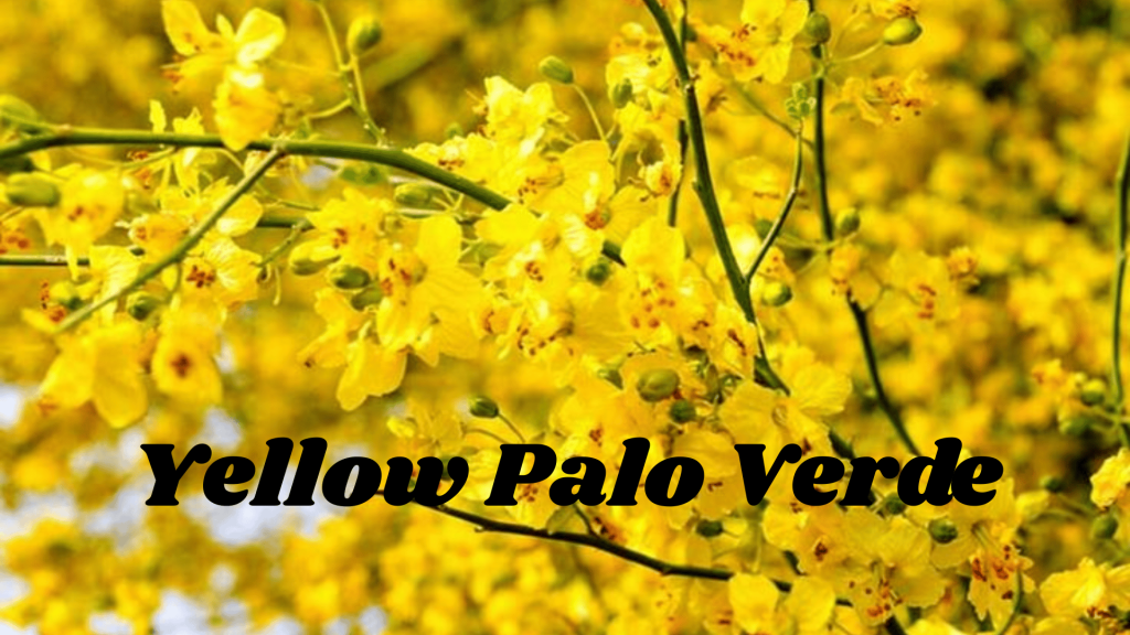 Flowers of Thar Desert: 20 Different Desert Plants And Flowers 10 Yellow Palo Verde