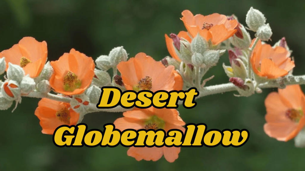 Flowers of Thar Desert: 20 Different Desert Plants And Flowers 11 Desert Globemallow