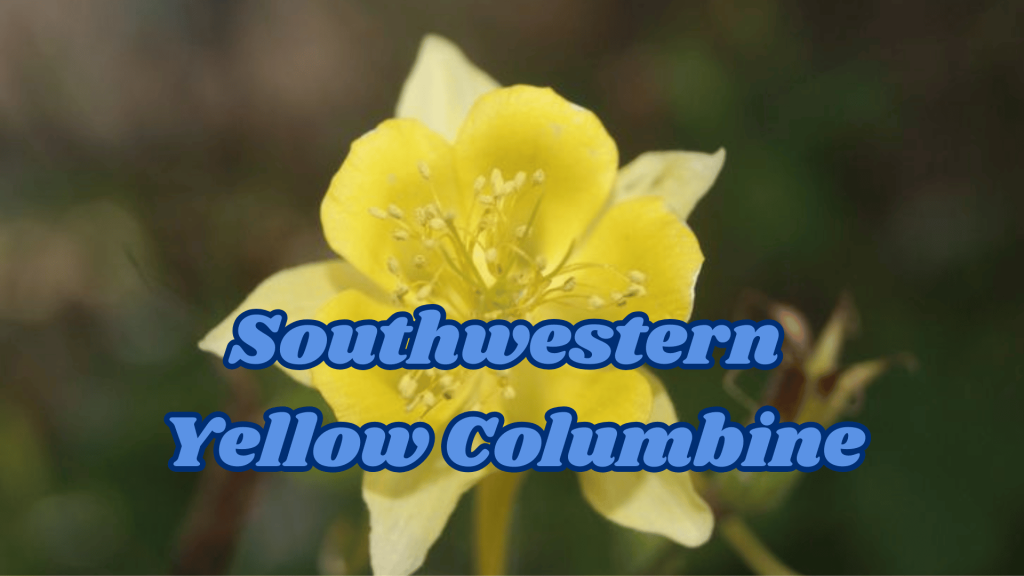 Flowers of Thar Desert: 20 Different Desert Plants And Flowers 12 Southwestern Yellow Columbine