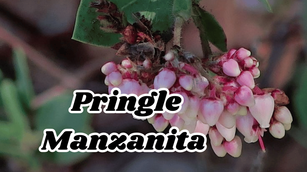 Flowers of Thar Desert: 20 Different Desert Plants And Flowers 13 Pringle Manzanita