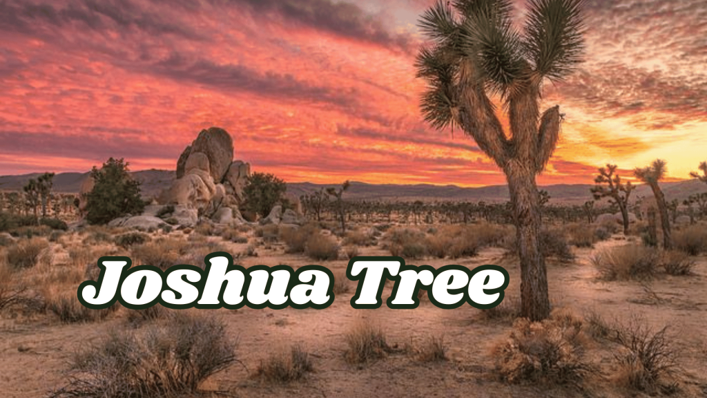Flowers of Thar Desert: 20 Different Desert Plants And Flowers 14 Joshua Tree